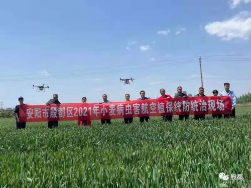 植保无人机助农显威力——殷都区小麦病虫害航空飞防作业全面开始