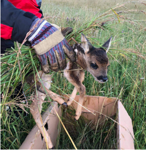 生物多样性保护 中国企业在行动——大疆利用无人机遥感监测技术 为生物多样性保驾护航