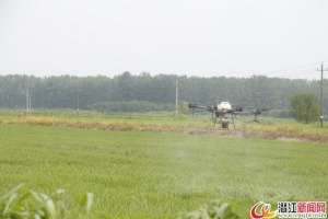 渔洋镇：植保无人机飞防忙
