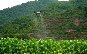 旬邑采用无人机为烟叶进行植保作业