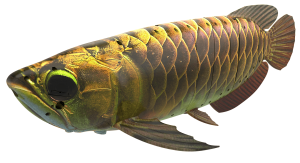 博雅工道 仿生金龙鱼ROBOLAB-GL无线水下无人机