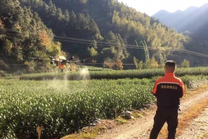 无人机飞防植保 茶叶园里用上了“黑科技”