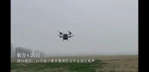 极飞无人机喷洒上海崇明约12万亩小麦 防治小麦赤霉病