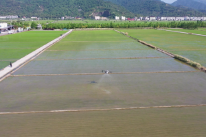 稻田里的“飞行队” | 瑞安：8万多亩水稻进入田间管理 无人机植保效率高