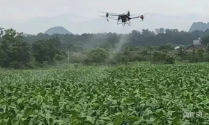 快讯 | 湖南宜章黄沙镇：植保无人机田间管理显身手