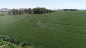 让农业插上科技的翅膀：植保无人机成田间地头“新宠”