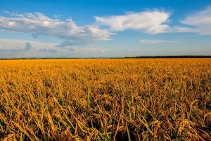 2022丰收的背后都经历了哪些挑战？