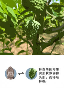 云南 | 保护释迦果，选那个自己就能飞得很好的无人机