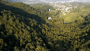 浙江森林消防：无人机“巡逻”，筑牢森林“防火墙”