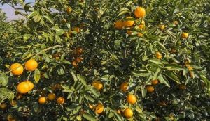 云南 | 他买下村里第一架飞机，飞出提质增收好效益