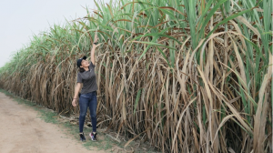 无人机为泰国甘蔗园撒肥，增产 3000 吨，含糖量超平均水平！