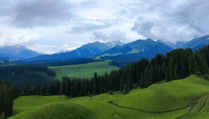 新疆不仅有美景，还有最美空中森林“巡护员”