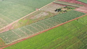 农业无人机守护南非甘蔗，助力小农户解决植保难题