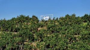 云上疆果收官啦！增产10万斤，全流程管理降本 11万