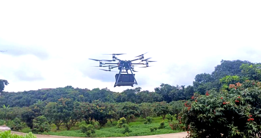 助“荔”上行 ｜ 丰翼无人机飞入中国荔枝第一镇 