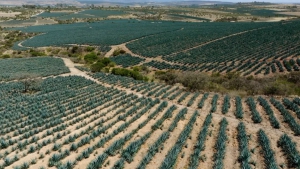 墨西哥龙舌兰作业新方式，不仅降本还能解决用水难题