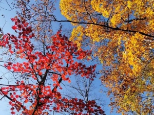 赏红叶，品秋意，玄风飞享秋季限定丹东之旅（9月24日-9月29日6天5晚）