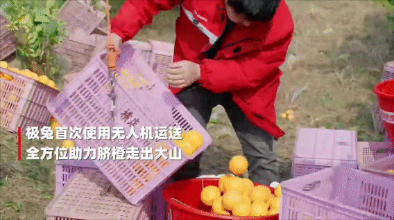 极兔x丰翼 | 极兔首次使用无人机运送奉节脐橙，日均揽收量增长超40%