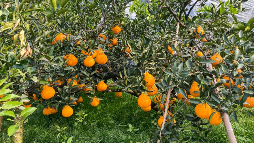 从“游戏代练”到“区域掌门人”，极目与他共同成长