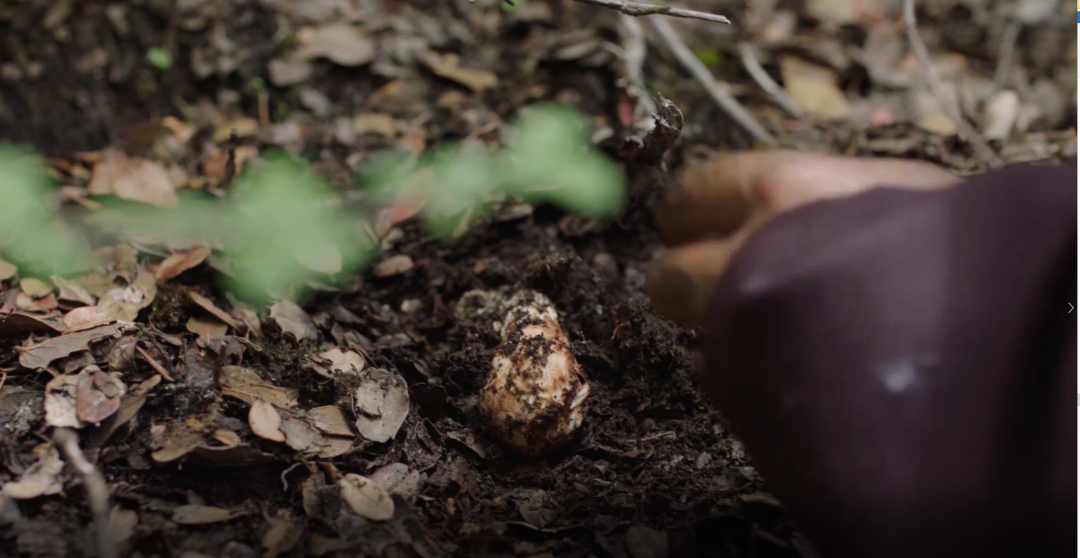 深山直飞 | 丰翼无人机飞跃雪域高原，助力“锁鲜”松茸黄金时刻