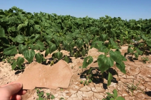 无人机让每一粒瓜子，都被认真对待