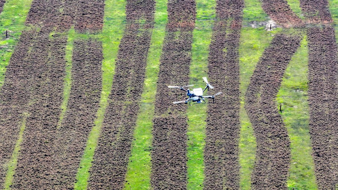 无人机“飞播” 油菜“一键”种满田